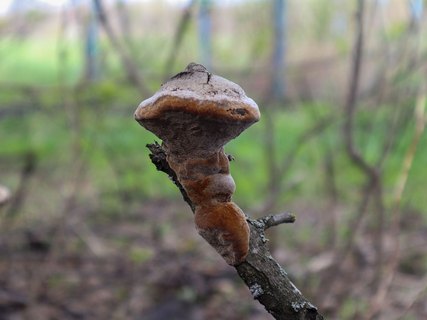 Phellinus tuberculosus