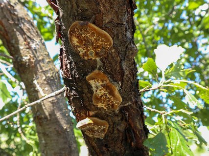 Phellinus tuberculosus