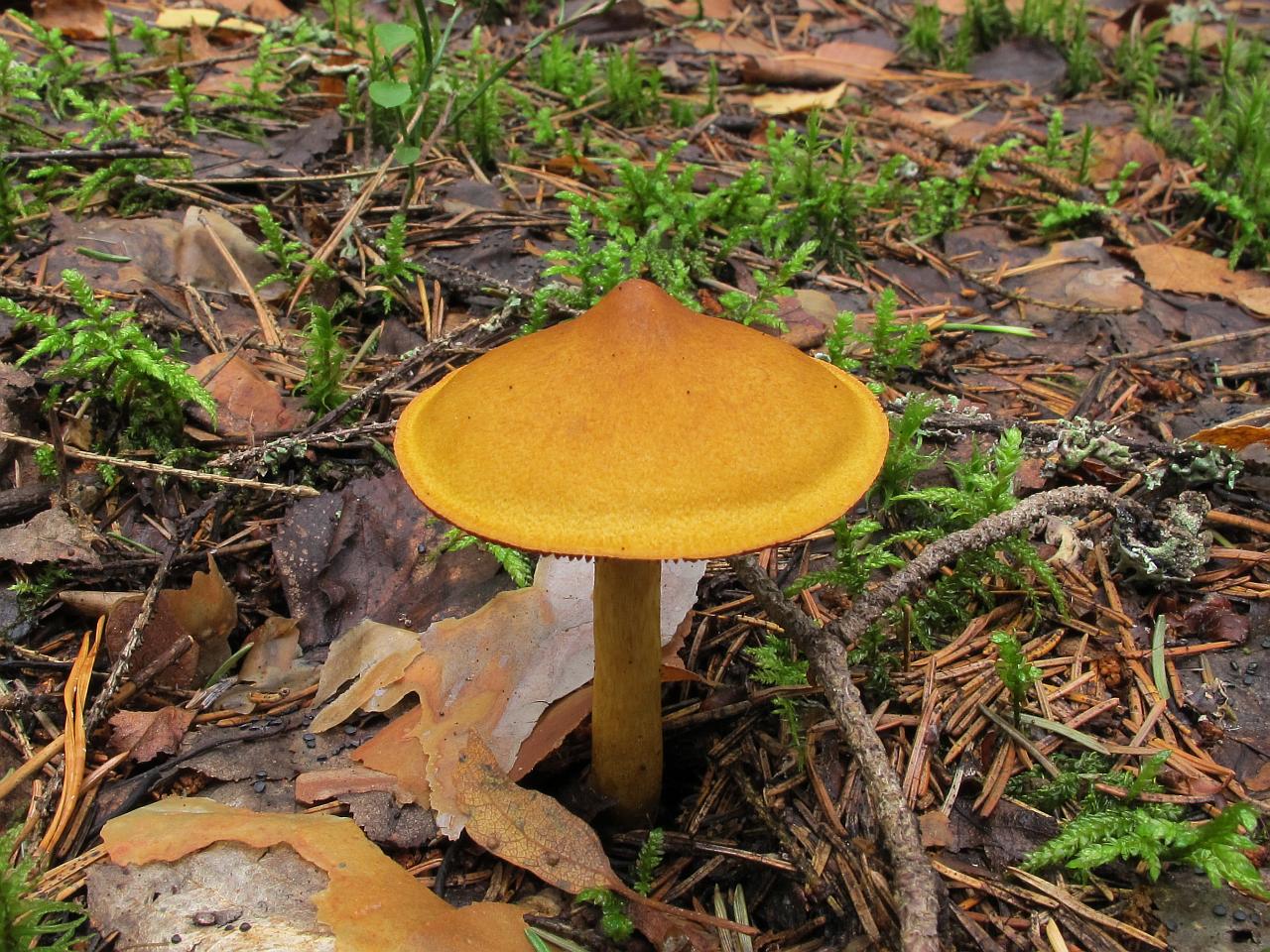 Cortinarius semisanguineus