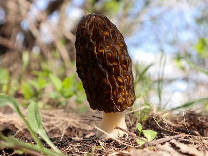 Morchella elata – Сморчок высокий (секция)