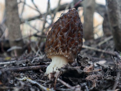 Morchella elata – Сморчок высокий (секция)