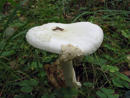 Amanita citrina