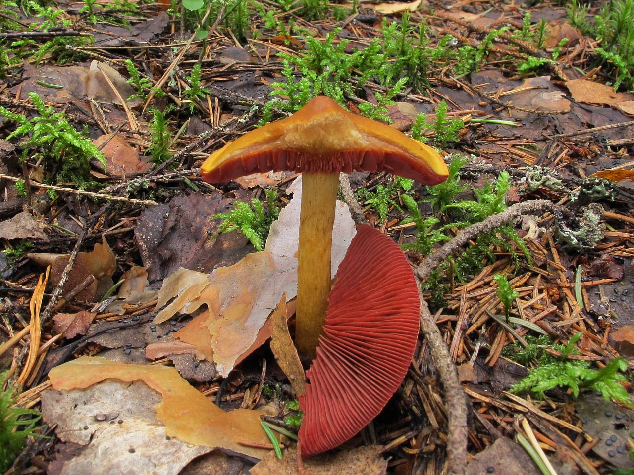 Cortinarius semisanguineus