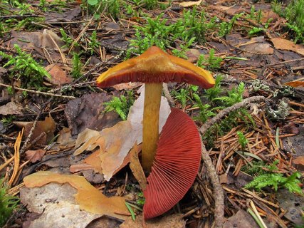 Cortinarius semisanguineus