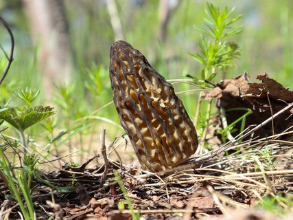 Morchella elata – Сморчок высокий (секция)
