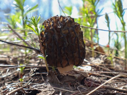 Morchella elata – Сморчок высокий (секция)