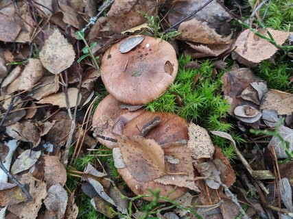 Tricholoma pessundatum – Рядовка погубленная