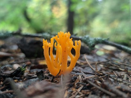 Calocera viscosa – Калоцера клейкая