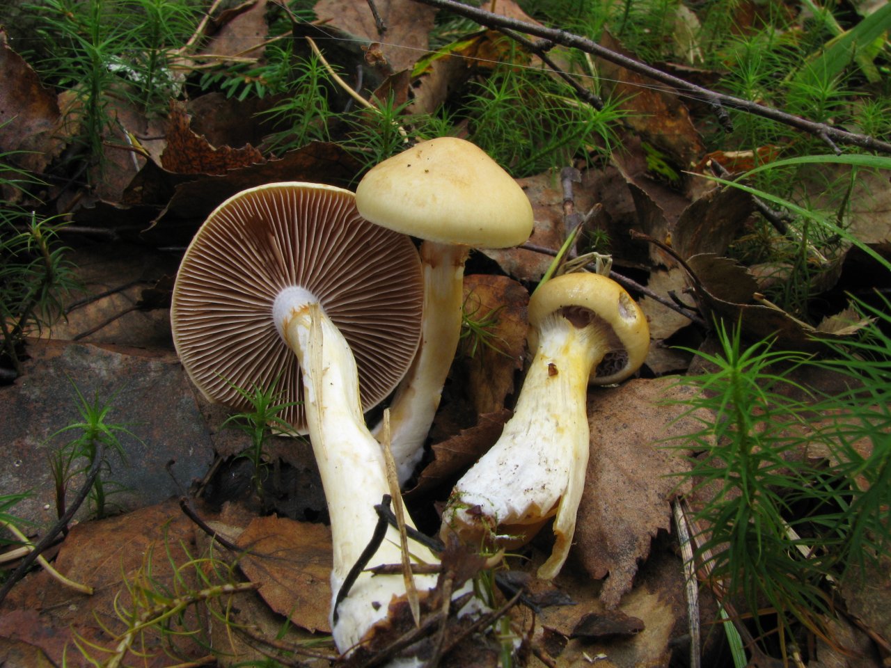 Cortinarius delibutus MVK 20080920-03