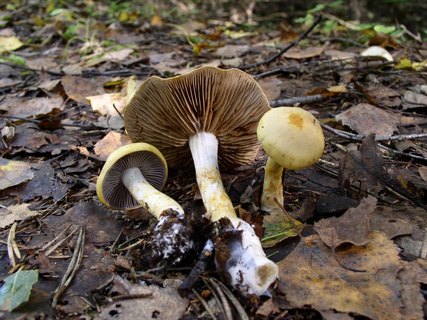 Cortinarius delibutus MVK 20040905