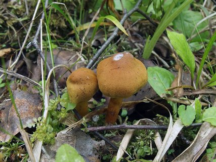 Cortinarius croceus MVK 20160710-01