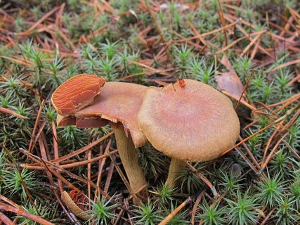 Cortinarius semisanguineus