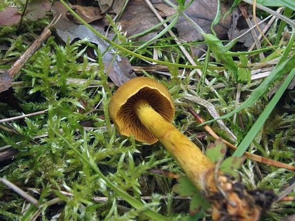 Cortinarius croceus MVK 20160710-04