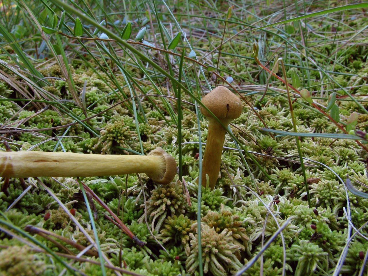Cortinarius