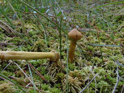 Cortinarius croceus MVK 20070810-02