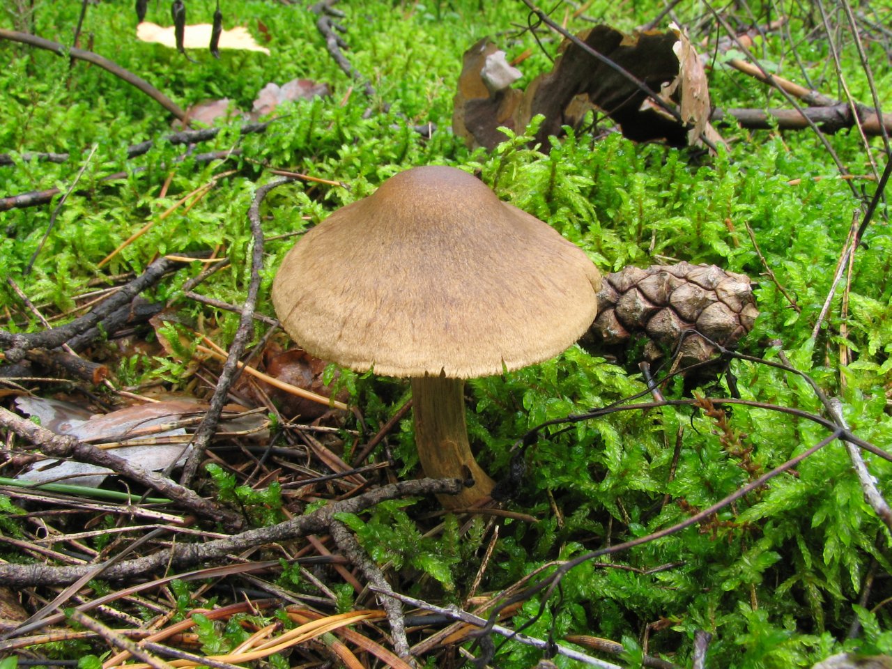 Cortinarius raphanoides MVK 20060907-03