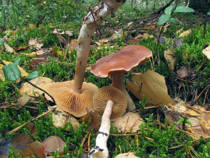 Cortinarius armeniacus MVK 20071027-02