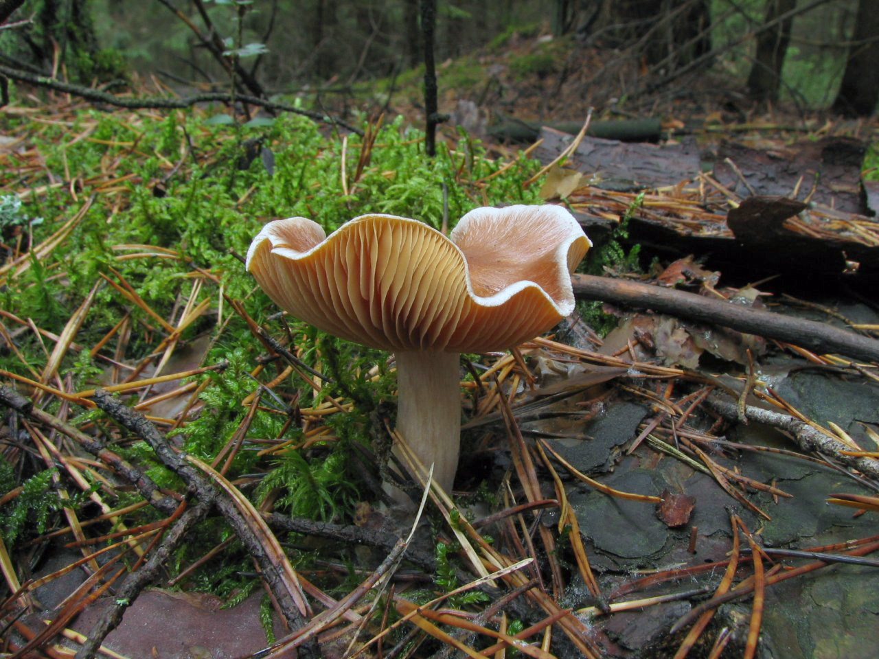 Cortinarius armeniacus MVK 20071027-03