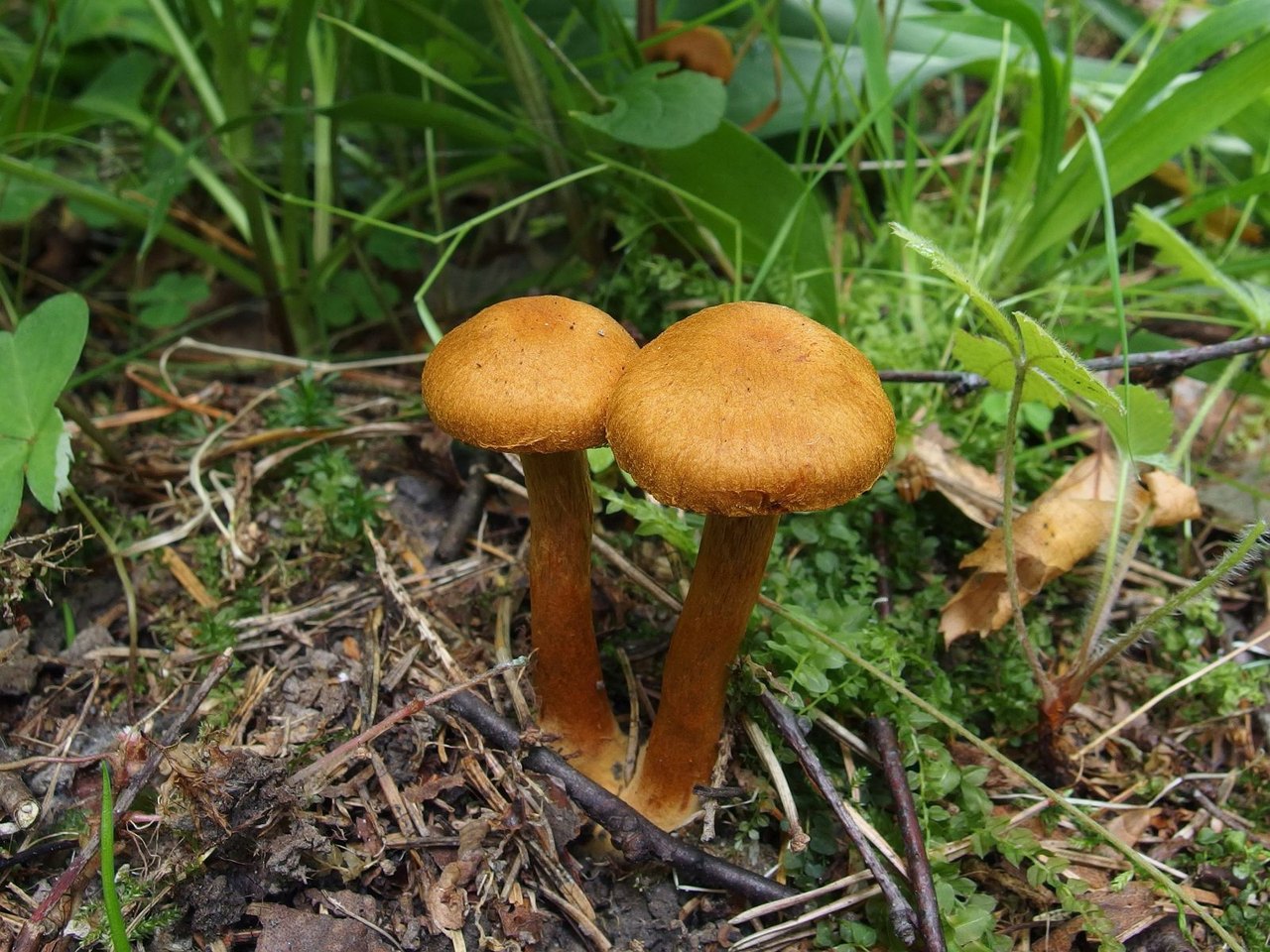 Cortinarius pseudofervidus