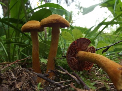 Cortinarius pseudofervidus MVK 20170730-02