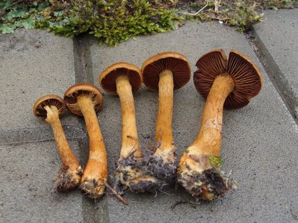 Cortinarius pseudofervidus MVK 20170730-05