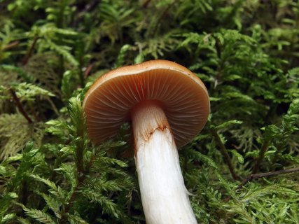 Thaxterogaster causticus MVK 20140906-02