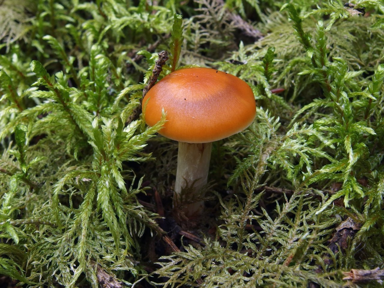 Thaxterogaster causticus MVK 20140906-01