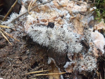 Tilachlidium brachiatum AMF 20190109-07
