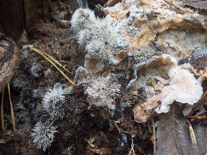 Tilachlidium brachiatum AMF 20190109-08
