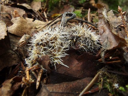 Tilachlidium brachiatum MVK 20140906-01L