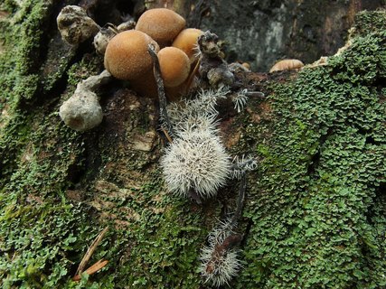 Tilachlidium brachiatum MVK 20140906-02L