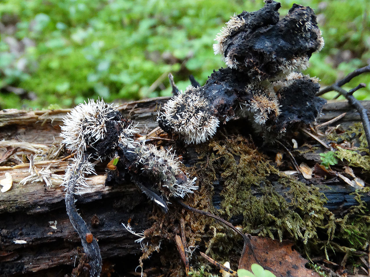 Tilachlidium brachiatum AMF 20190807-03