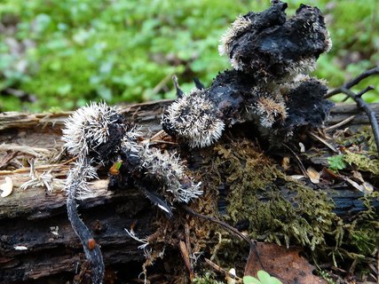 Tilachlidium brachiatum AMF 20190807-03