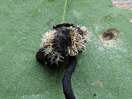 Tilachlidium brachiatum AMF 20190807-02