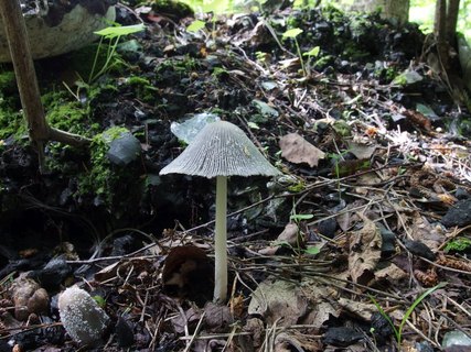 Coprinopsis lagopides MVK 20220618-02