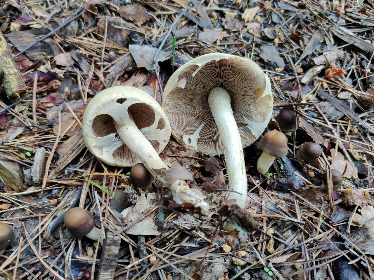 Agrocybe praecox