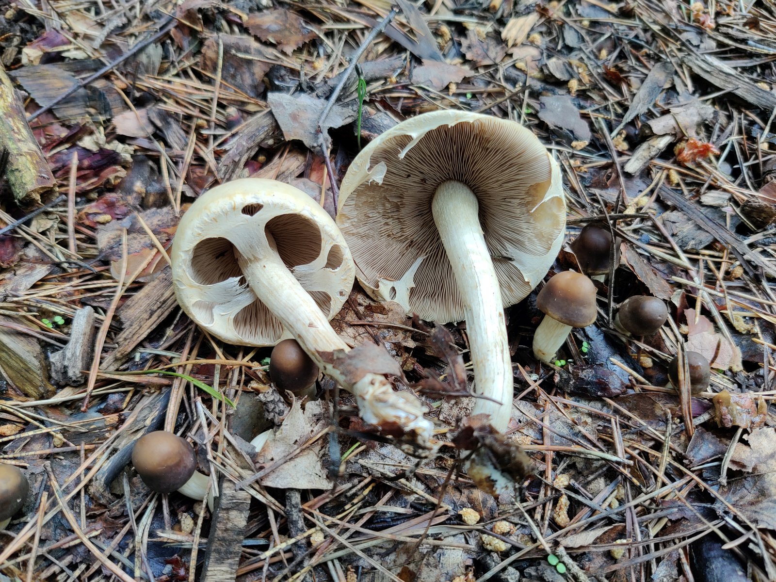 Agrocybe praecox MVK 20220618-04