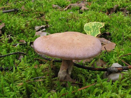 Cortinarius traganus