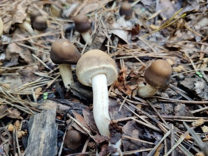 Agrocybe praecox MVK 20220618-02