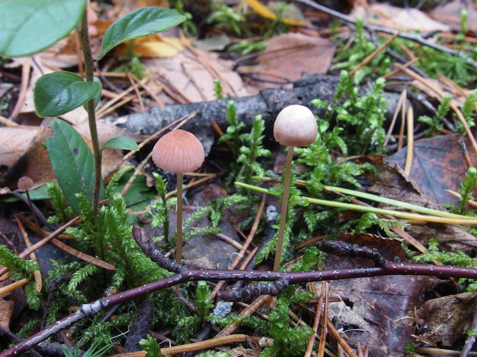 Mycena rosella MVK 20221008-02