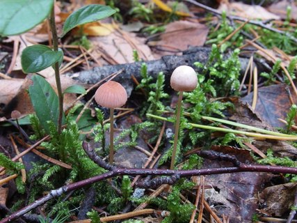 Mycena rosella MVK 20221008-02