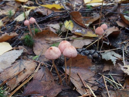 Mycena rosella MVK 20221008-04