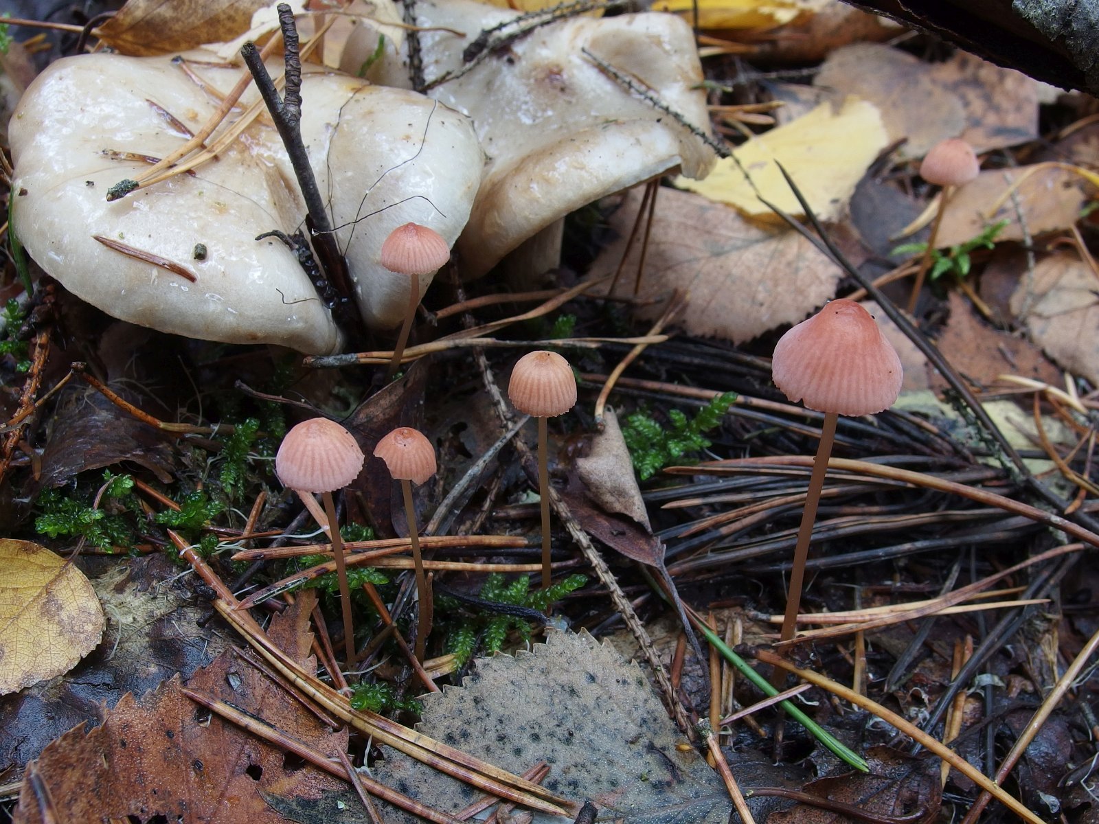 Mycena rosella MVK 20221008-03