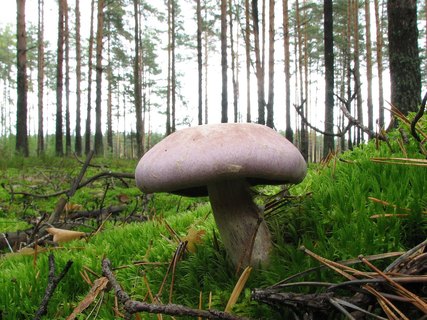 Cortinarius traganus