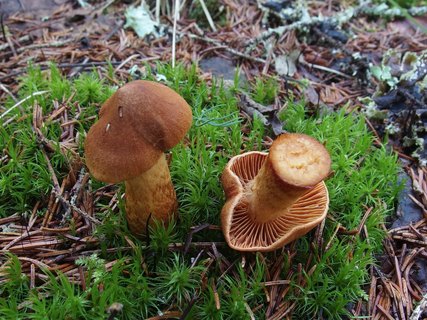 Cortinarius speciosissimus MVK 20220801-06
