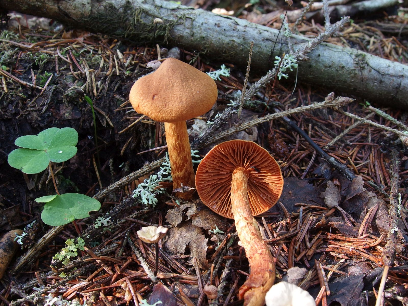 Cortinarius speciosissimus MVK 20220801-04