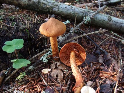 Cortinarius speciosissimus MVK 20220801-04