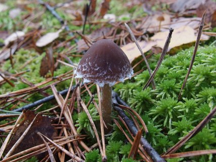 Conocybe vestita MVK 20221008-01