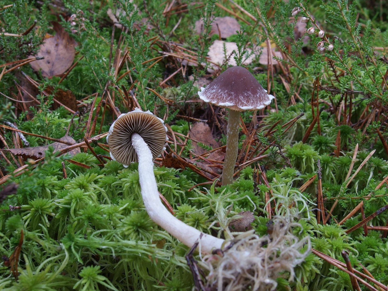 Conocybe vestita MVK 20221008-03