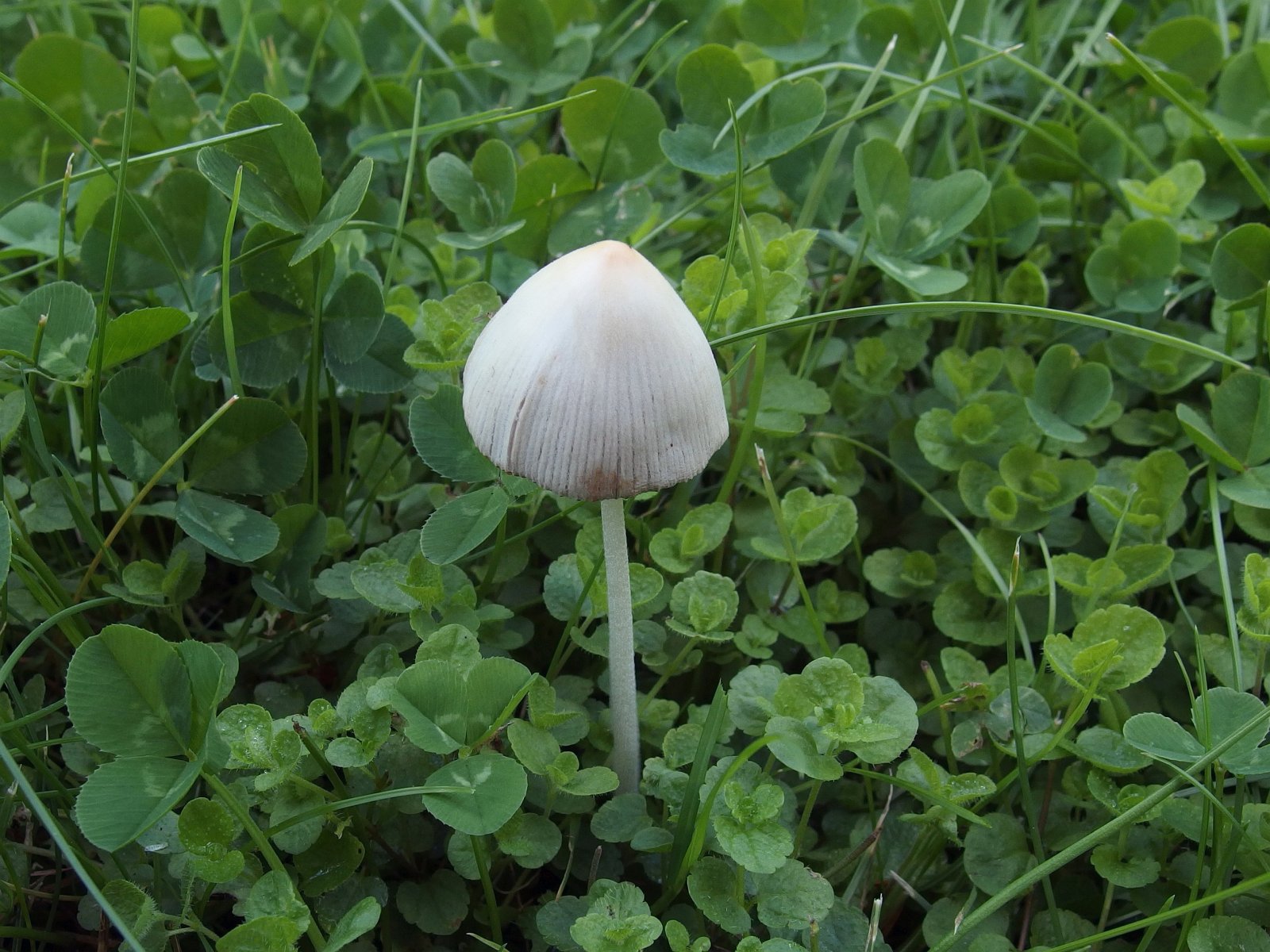 Conocybe apala MVK 20220814-01